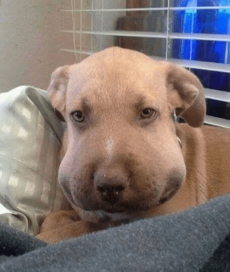 When the vet looked at this puppy’s face more closely, he could see how bad it was.