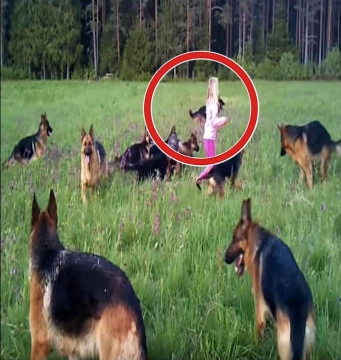 There were 14 dogs encircling a small girl. A wonderful thing happened when the girl raised her hands to the sky.