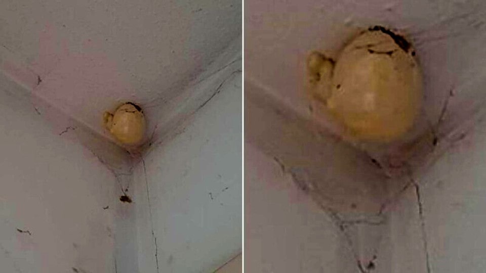 A woman discovered an odd “egg” on her room’s ceiling and questioned on Facebook what it was.