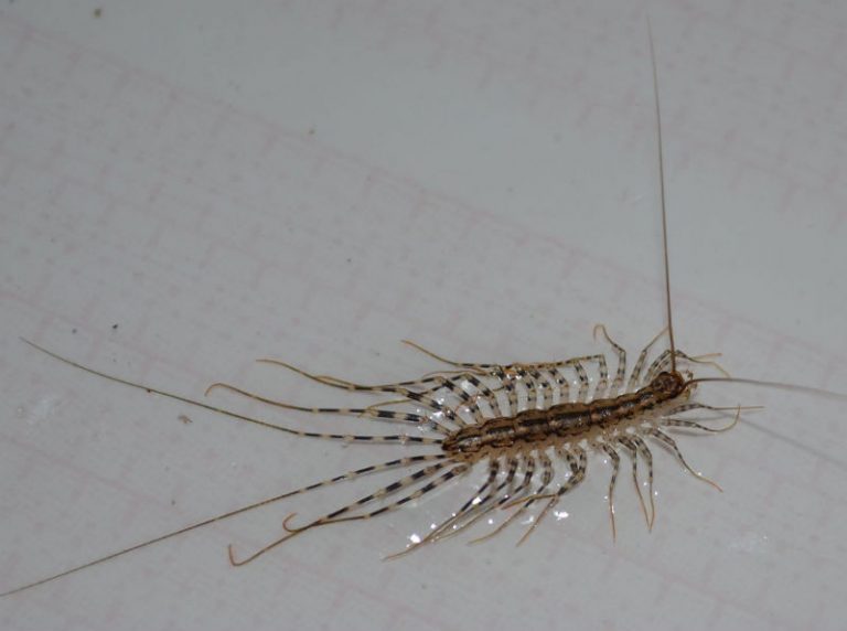 Why You Shouldn’t Kill a House Centipede If You Find One Inside Your Home