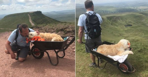 Man wheelbarrows beloved terminally-ill dog up his favorite mountain one last time