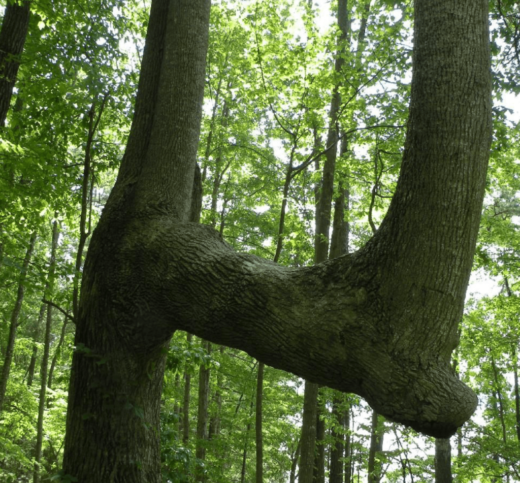 The Remarkable Bent Trees: A Unique Trail-Marking Technique ...