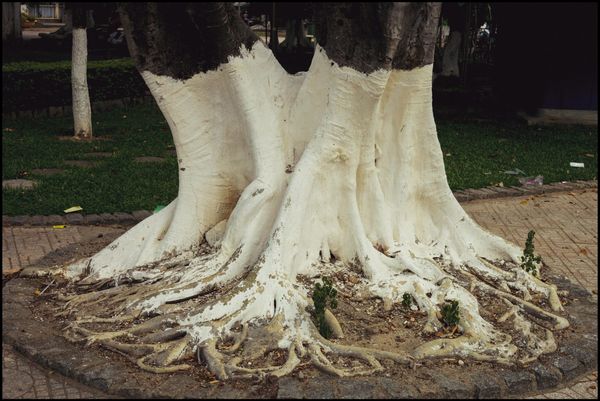 Tree with white-painted trunk