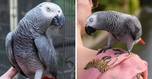 Naughty Parrots Stir Up Trouble at Wildlife Sanctuary