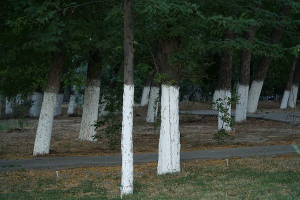 White-painted trees