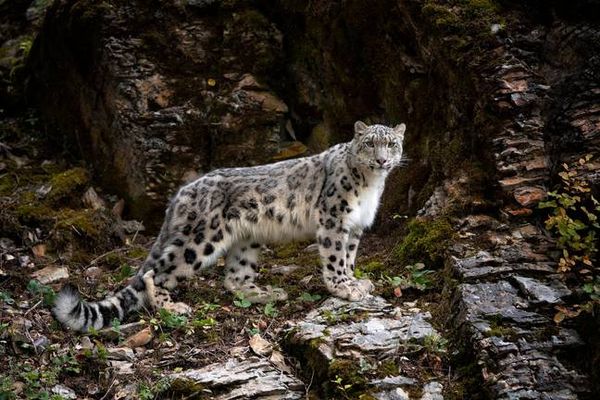 Hopefully you can see the snow leopard in this photo. Credit: Getty Stock Photo