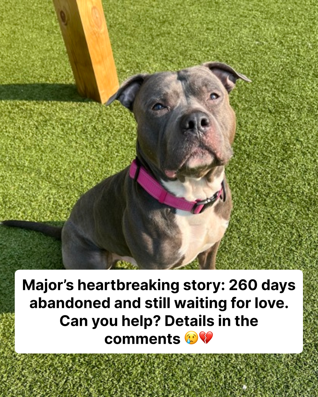 Dog loses hope, “cries endlessly” after 260 days in the shelter — looking for a perfect new home