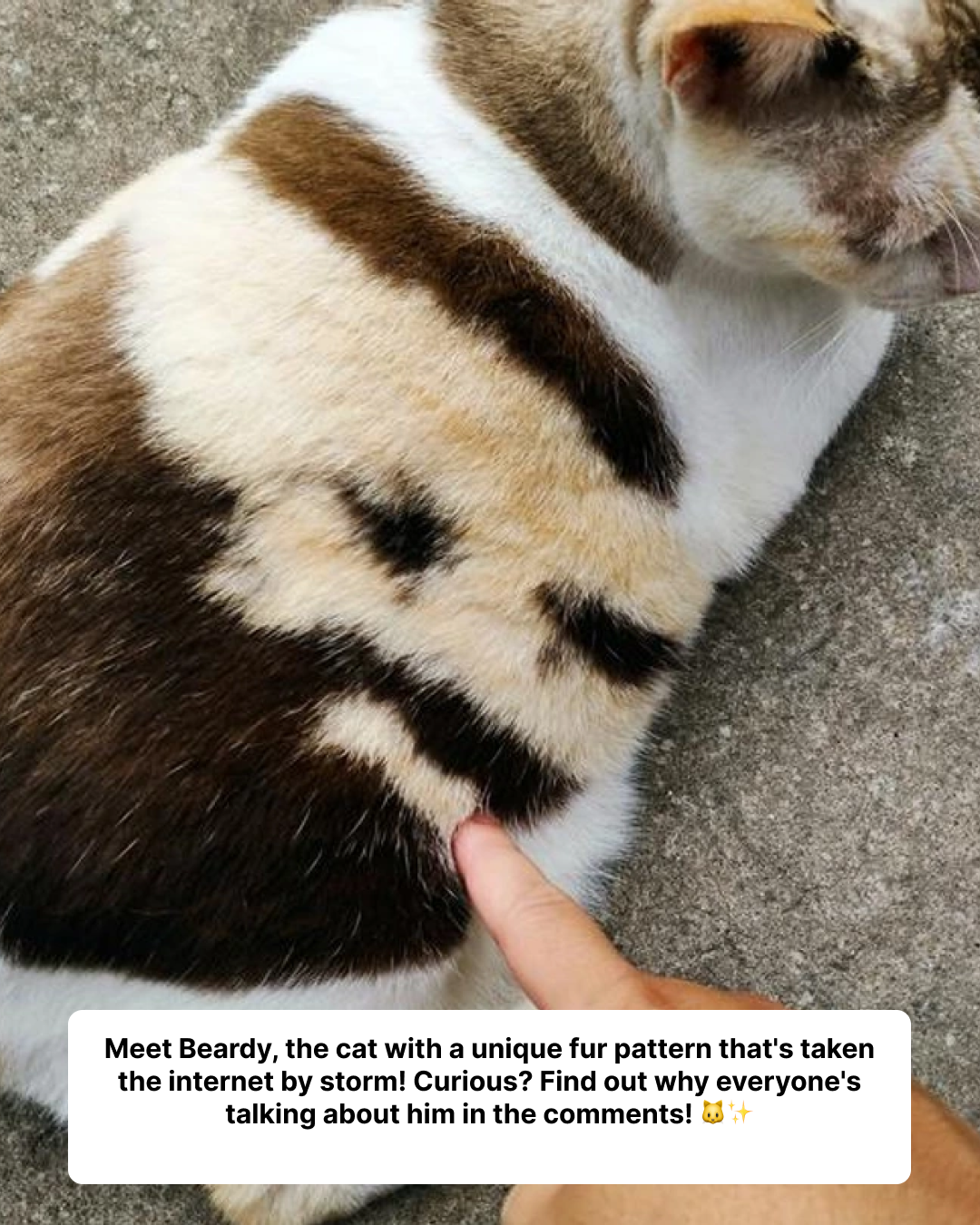 The Feline with a Human Touch: Meet the Cat with a “Man with a Beard” Pattern on its Fur