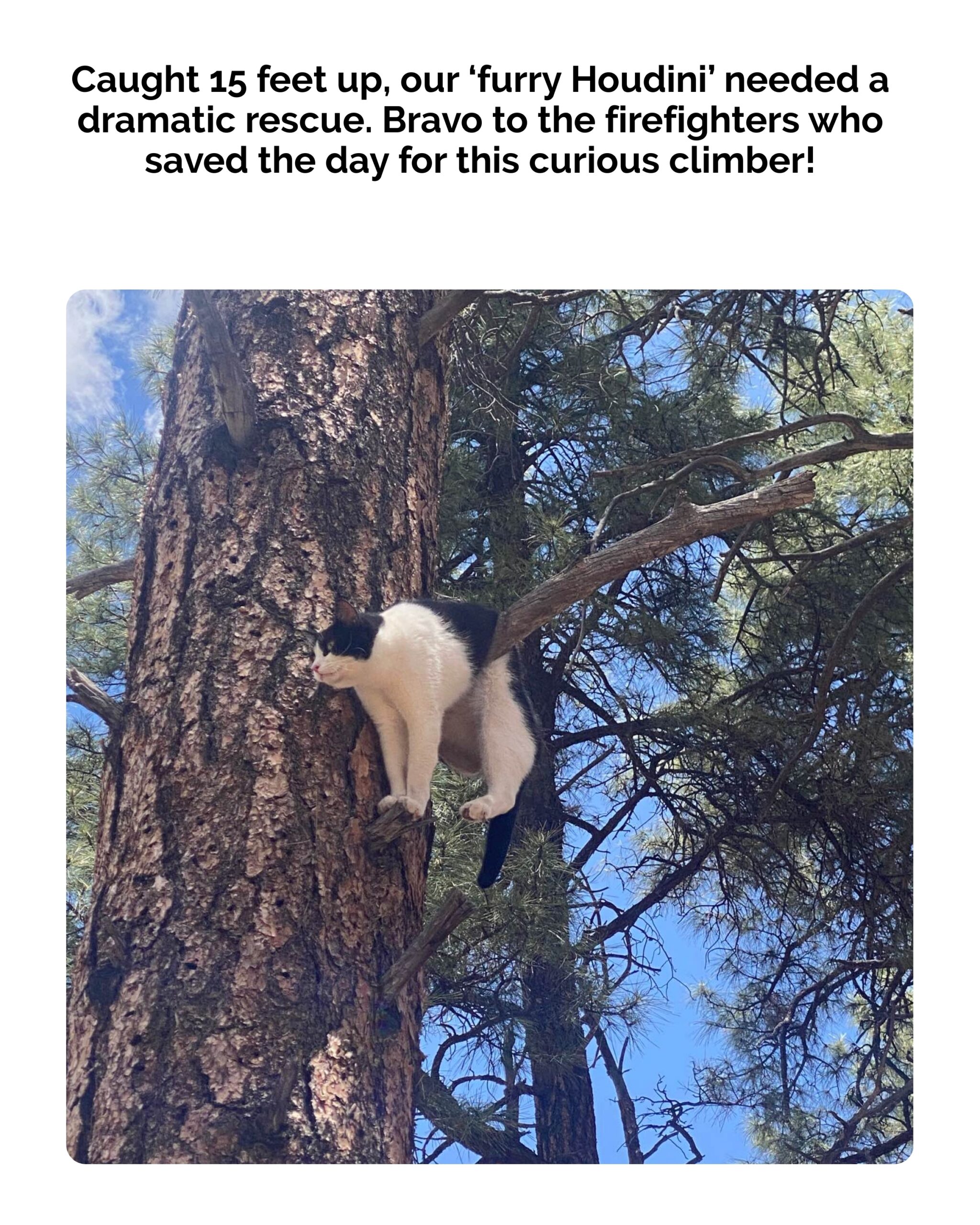 Firefighters Save Cat Stuck in Tree at Grand Canyon National Park: Photo has Internet Cracking Up