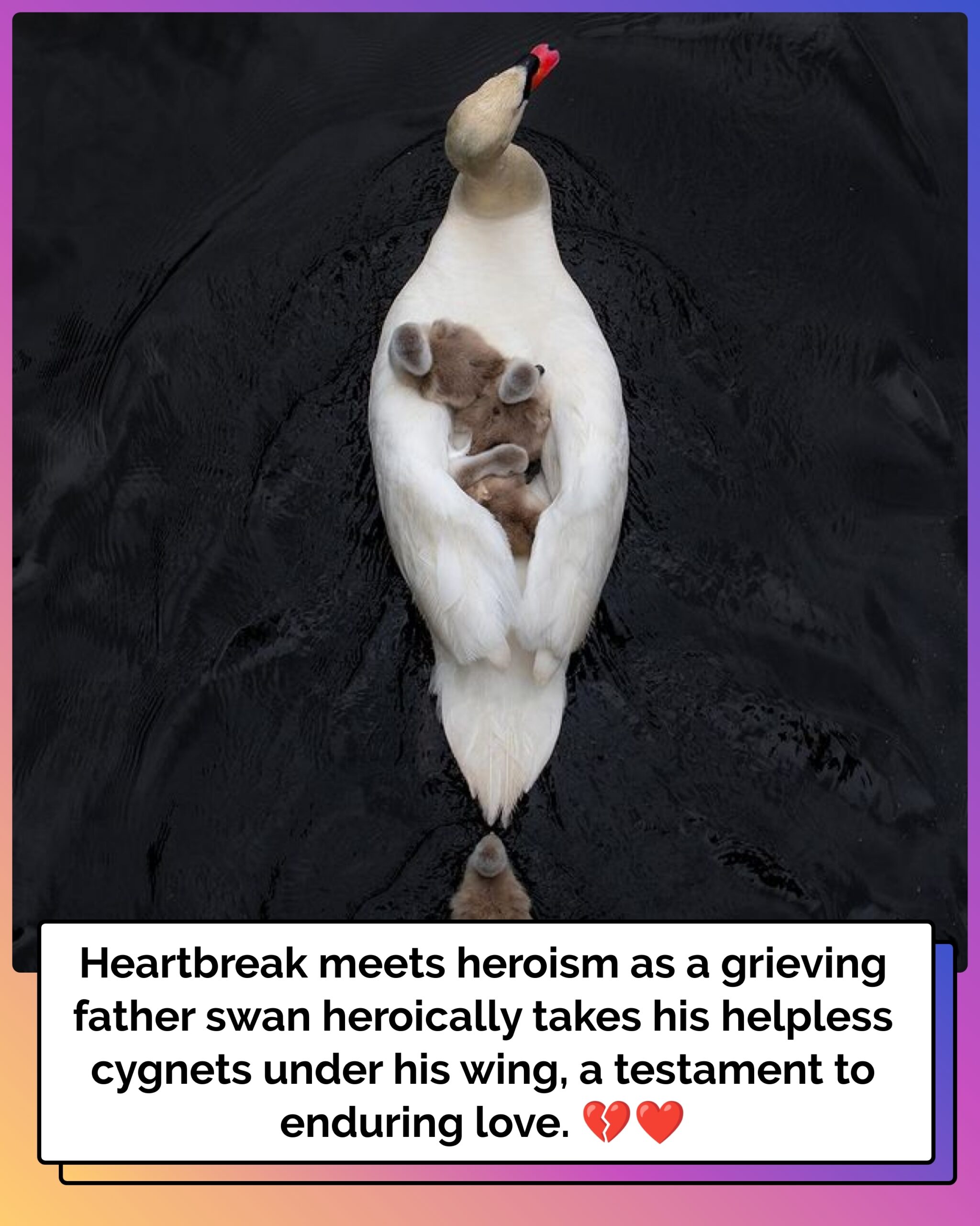 Male swan takes babies under his wing after the death of their mother