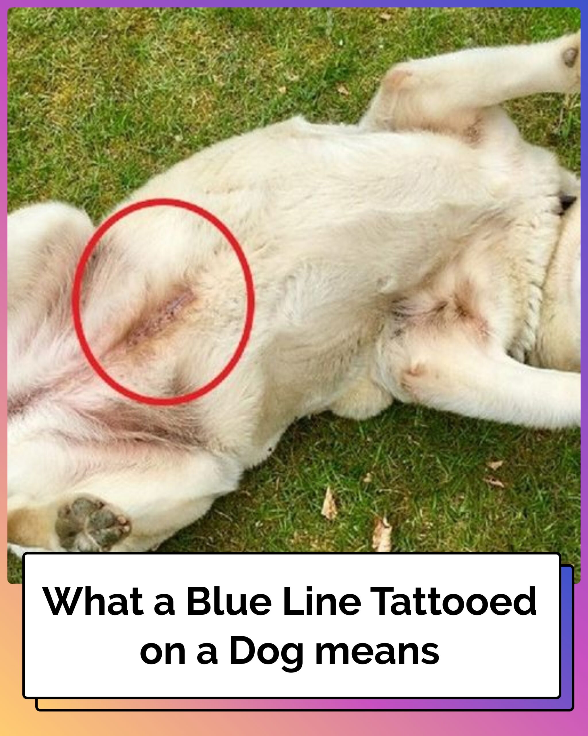 What a Blue Line Tattooed on a Dog Means