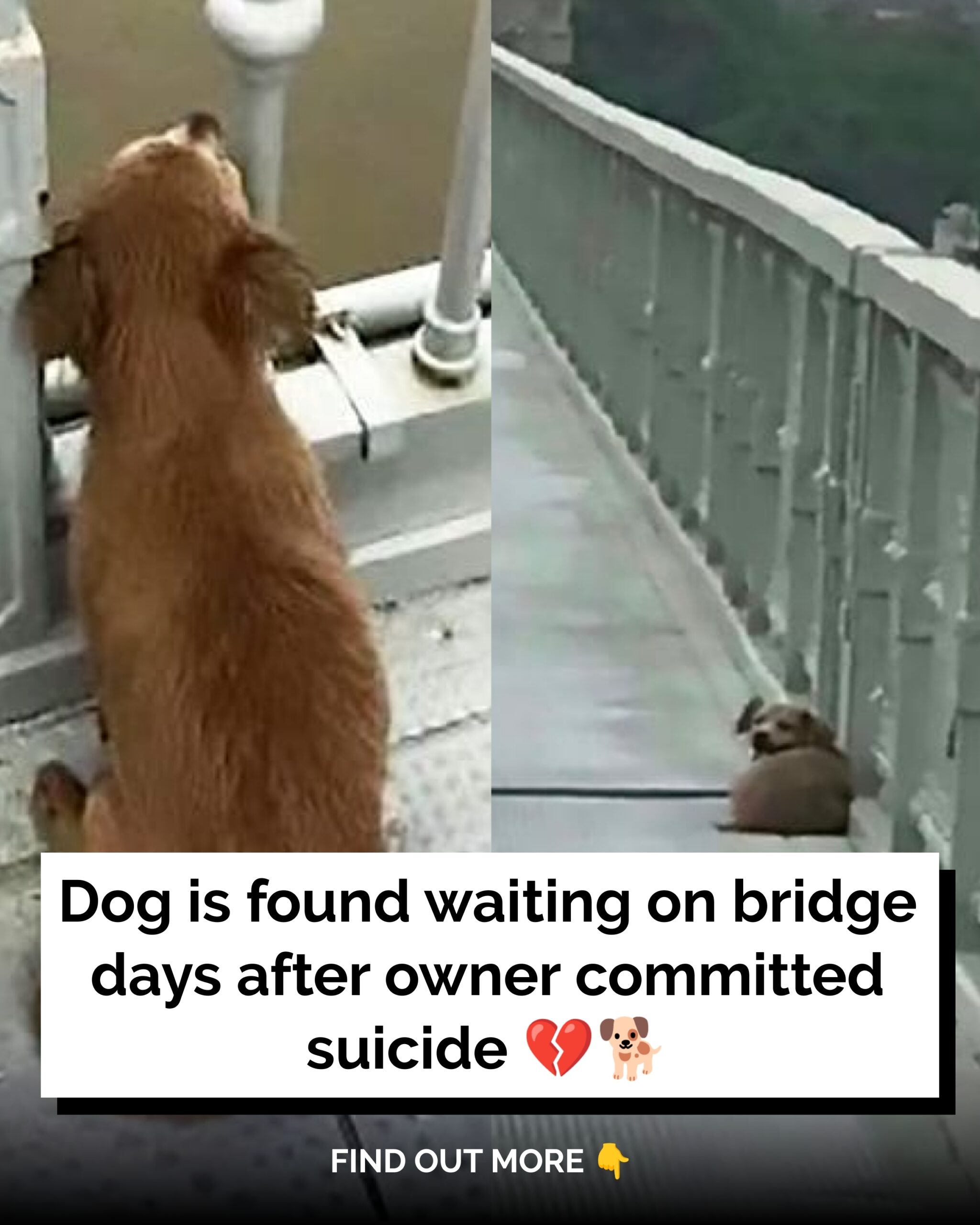 Dog Found Waiting on Bridge Days After Owner’s Tragic Death