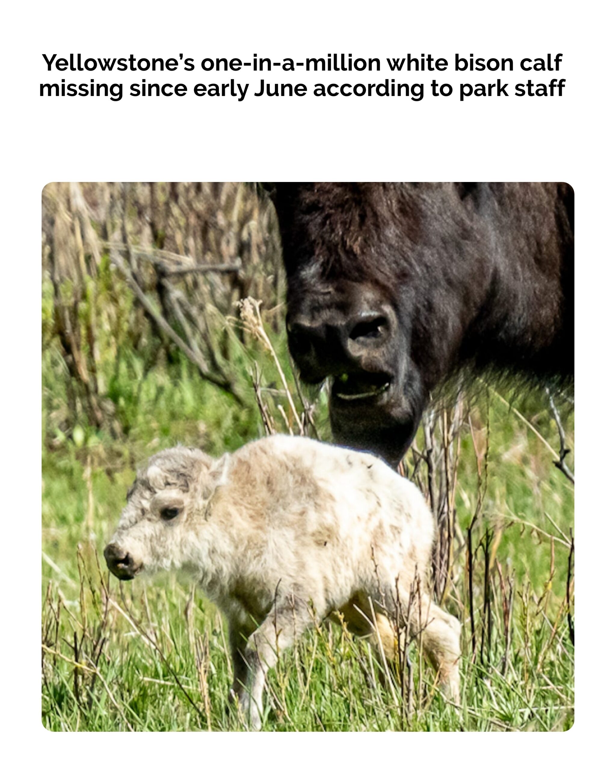 Yellowstone’s one-in-a-million white bison calf missing since early June according to park staff