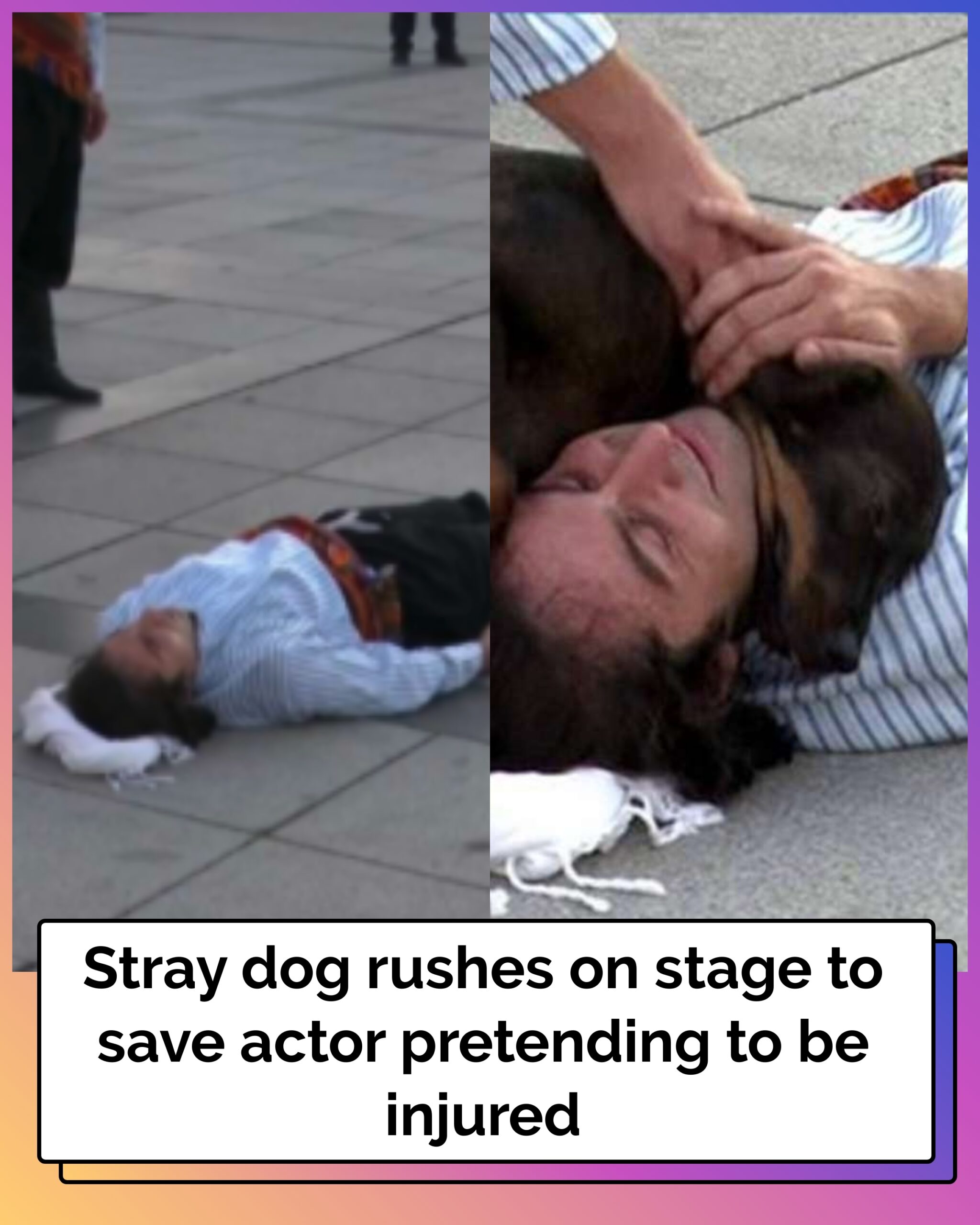 Stray Dog Rushes On Stage to Save Actor Pretending to be Injured