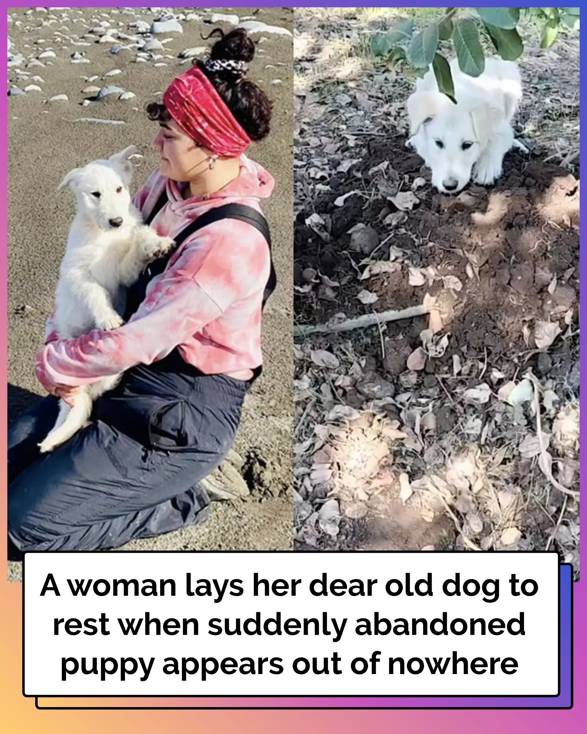 A Woman Lays Her Dear Old Dog To Rest When Suddenly Abandoned Puppy Appears Out Of Nowhere