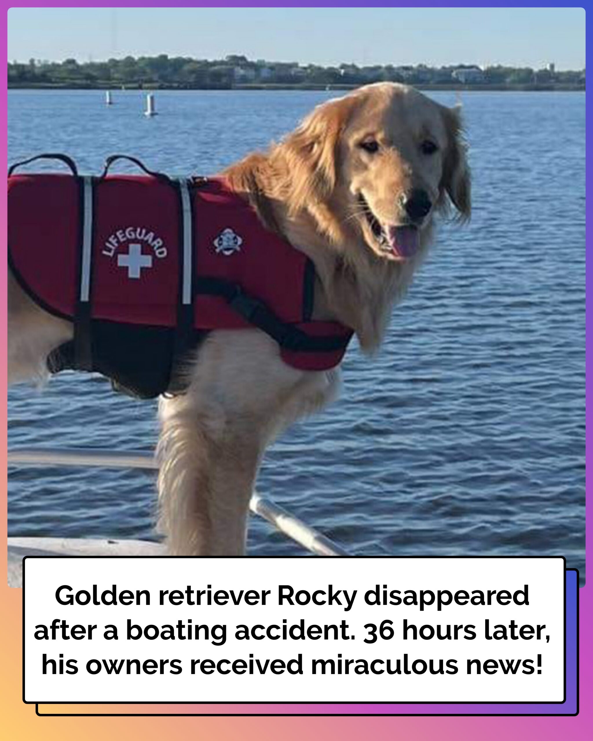 Golden Retriever Disappeared in River After Boating Accident — 36 Hours Later Owners Get Miracle News