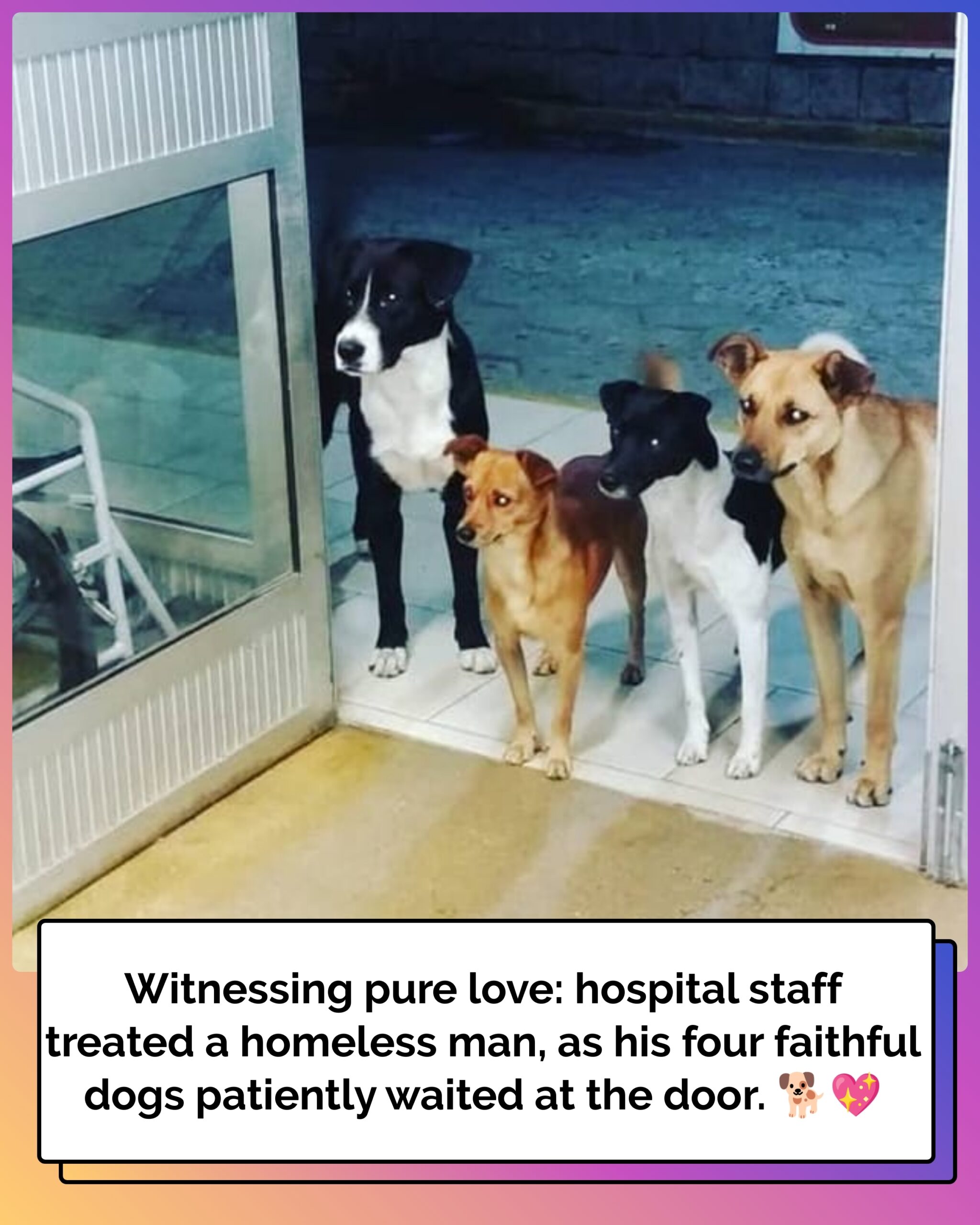 Hospital workers treat homeless man — then see his four dogs waiting for him at the door