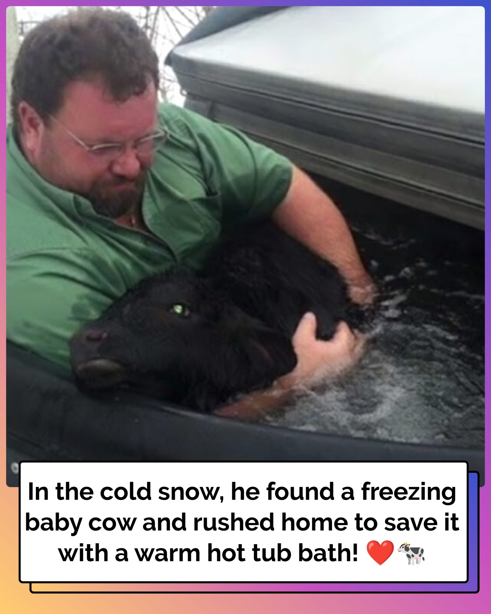 Man finds baby cow freezing in the snow: Rushes home to fire up a hot tub and save his life
