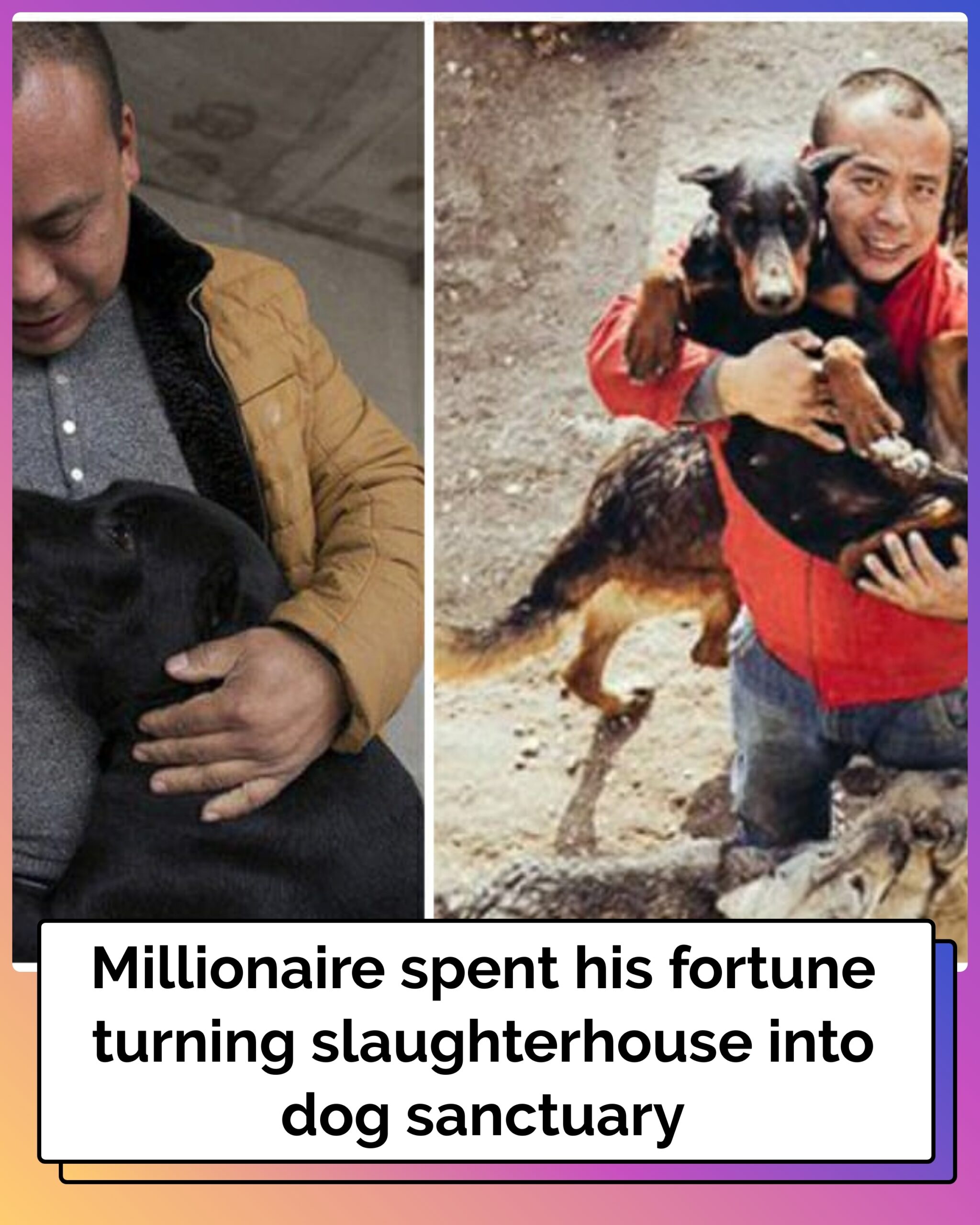 Millionaire Spends Fortune Turning Slaughterhouse into Dog Sanctuary