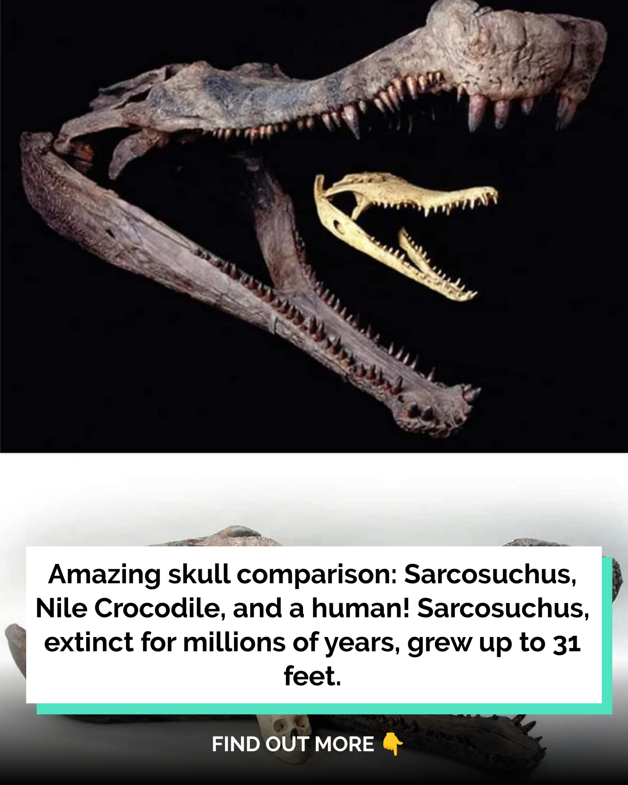 When Crocs Attack: Comparing the Thirsty Sarcosuchus to the Modern Nile Crocodile, With a Guilt-Ridden Human Skull for Good Measure